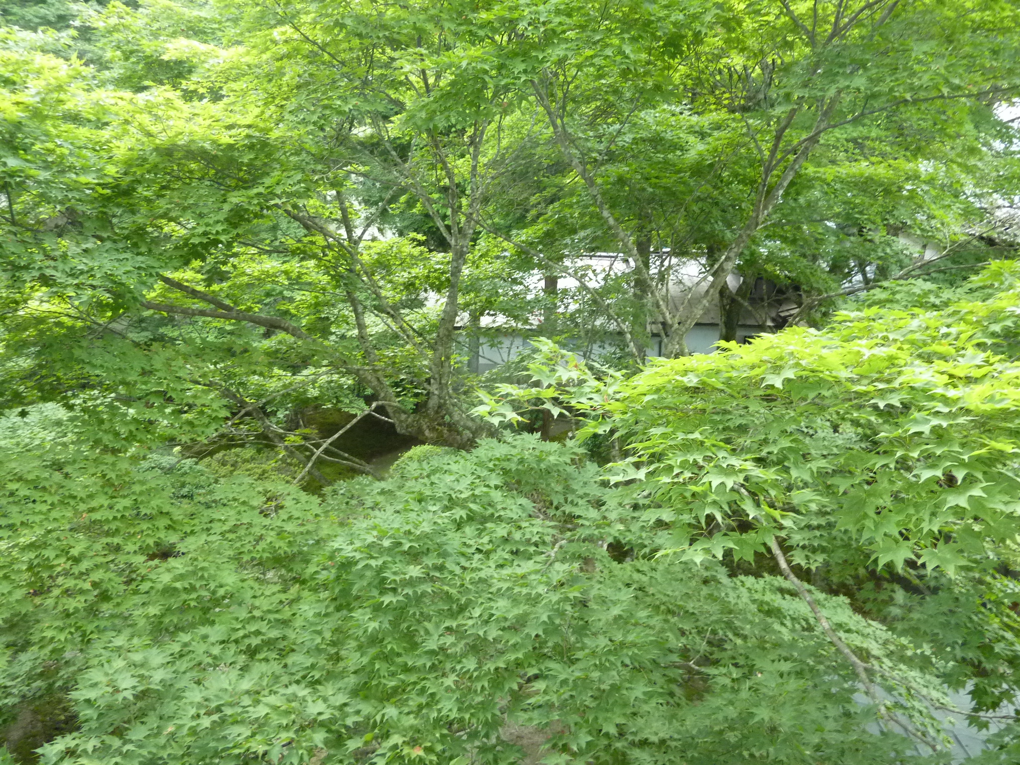 P1050334.JPG