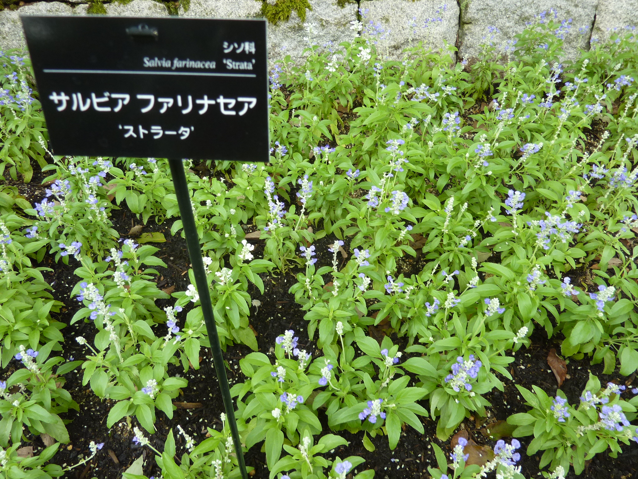 P1060410.JPG