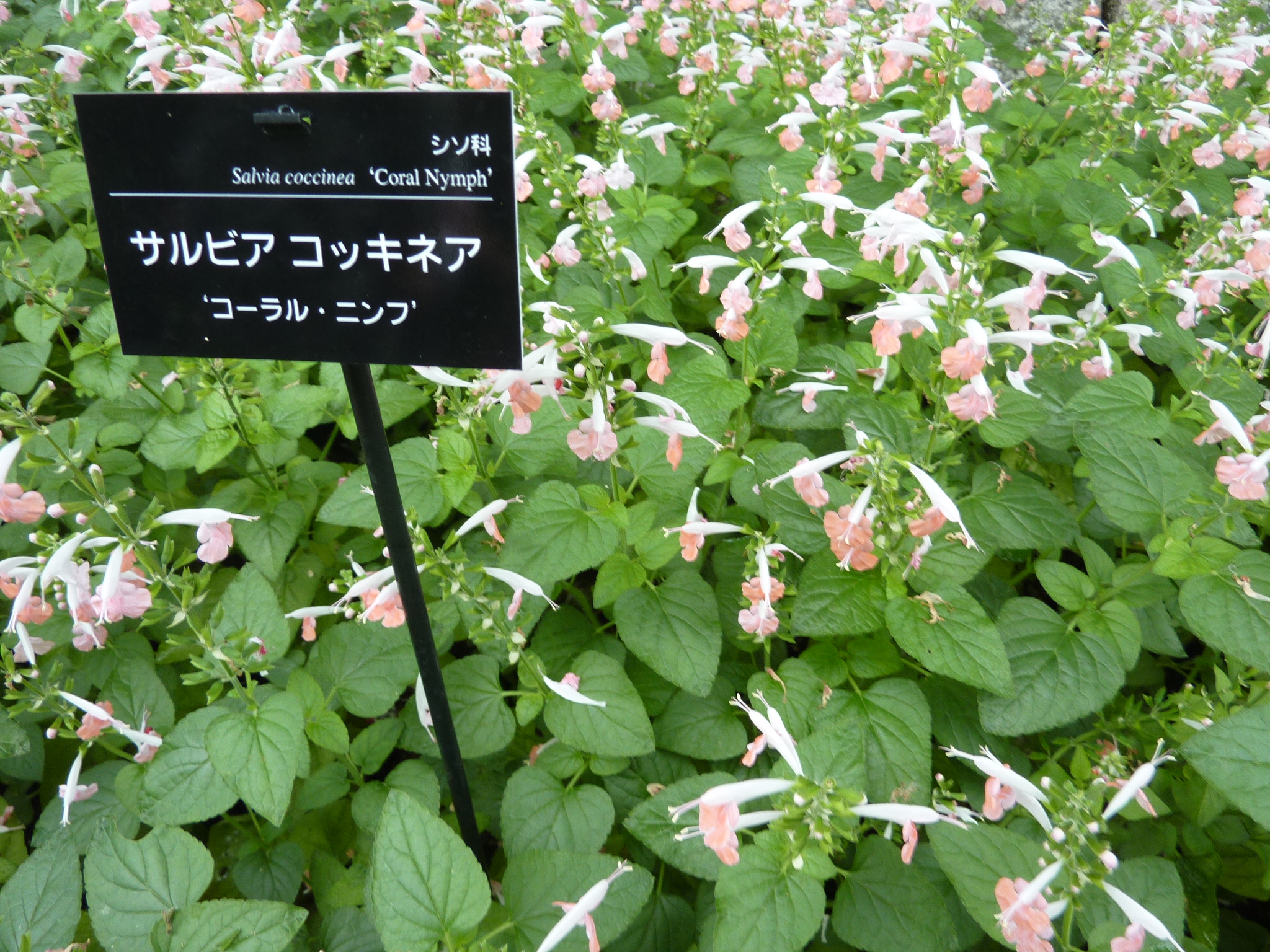 P1060411.JPG