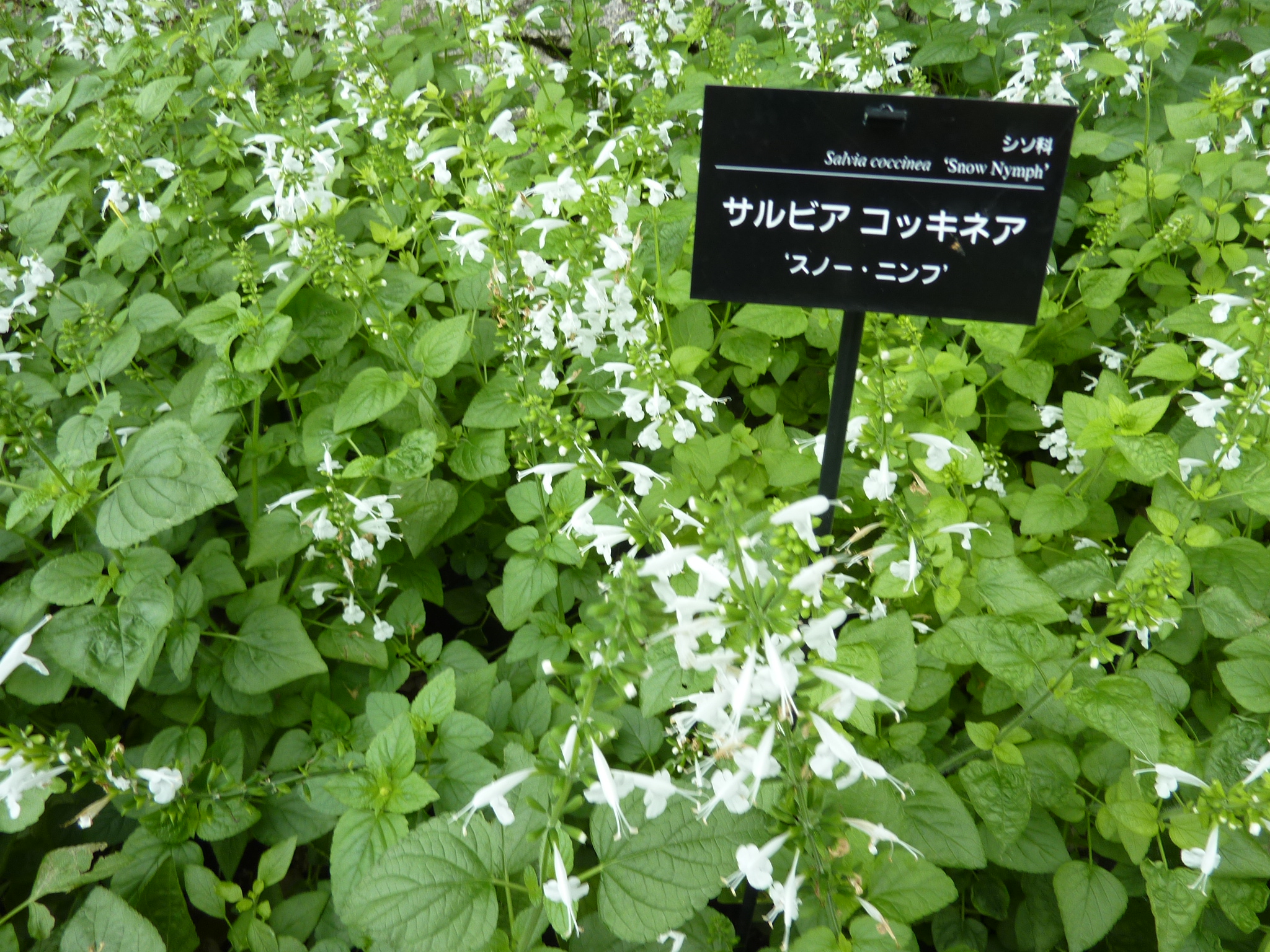 P1060412.JPG
