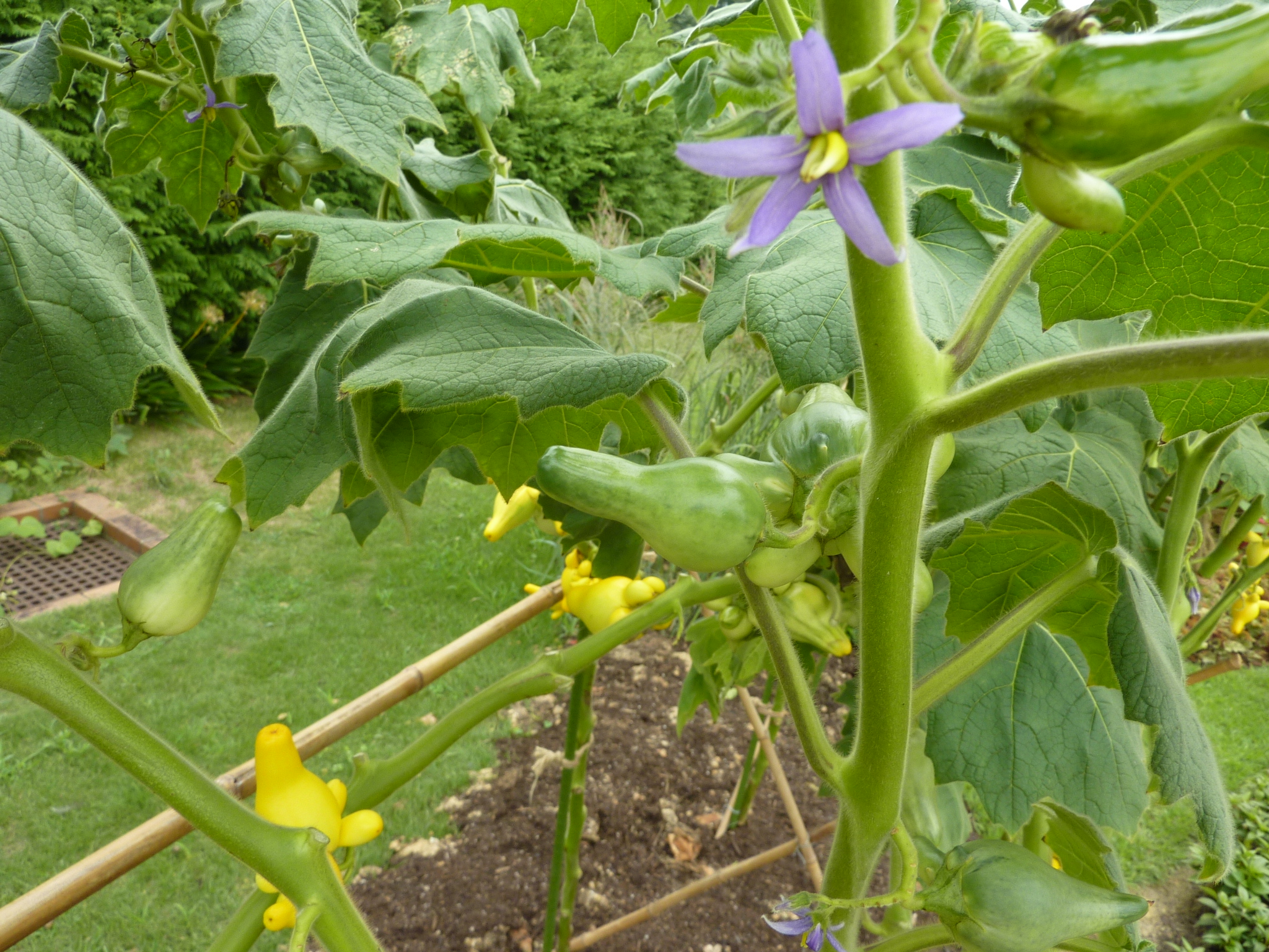 P1060446.JPG