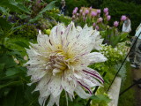 img0060.jpg