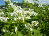 img0026.jpg