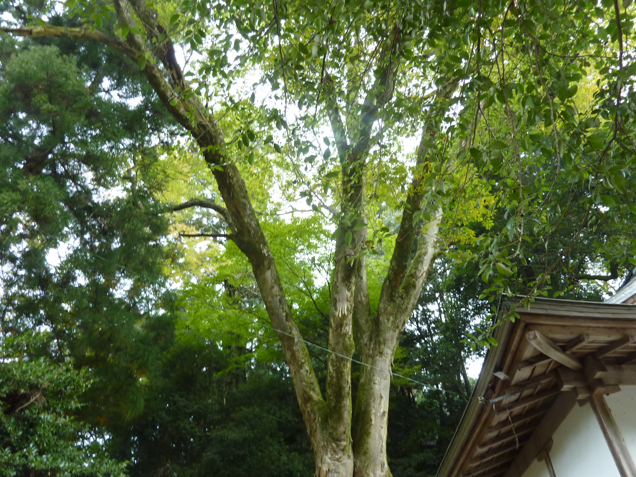 P1080186.JPG