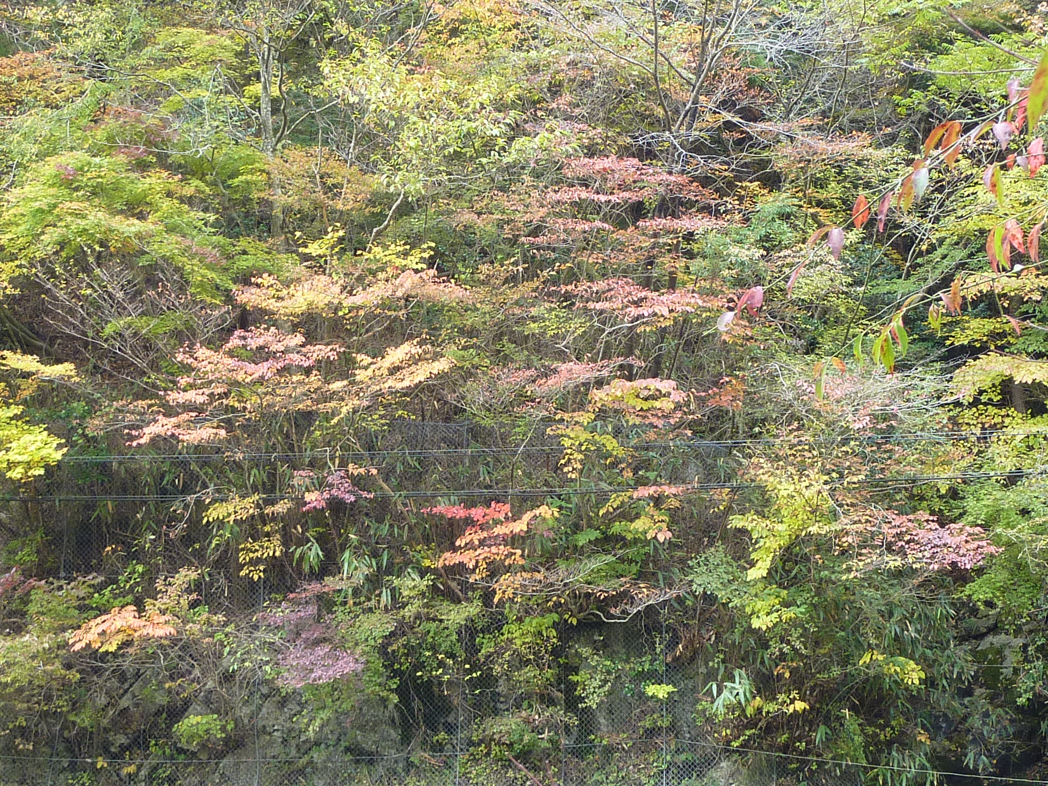 P1080231.JPG