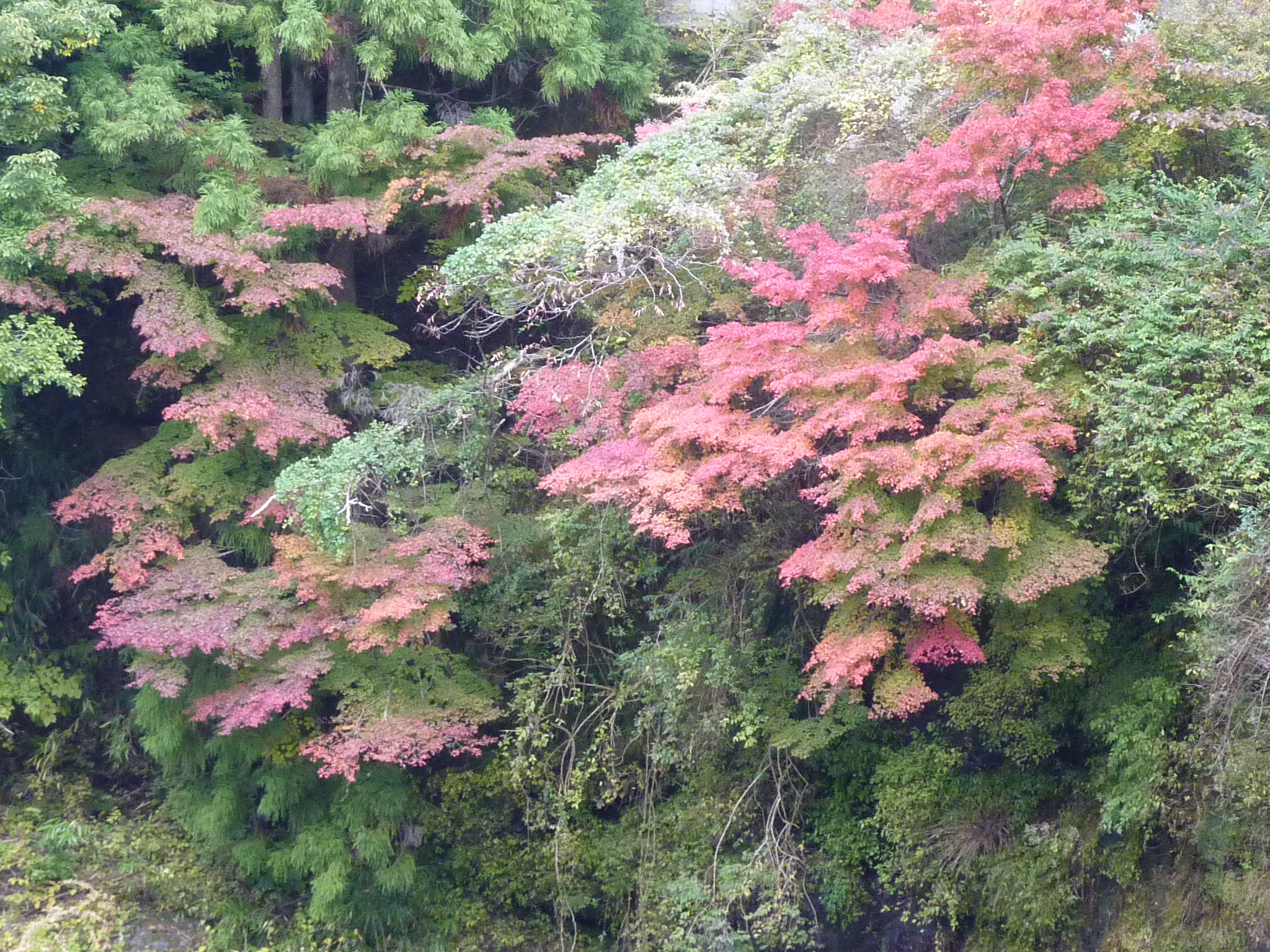 P1080235.JPG