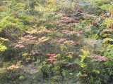 img0056.jpg