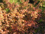 img0001.jpg