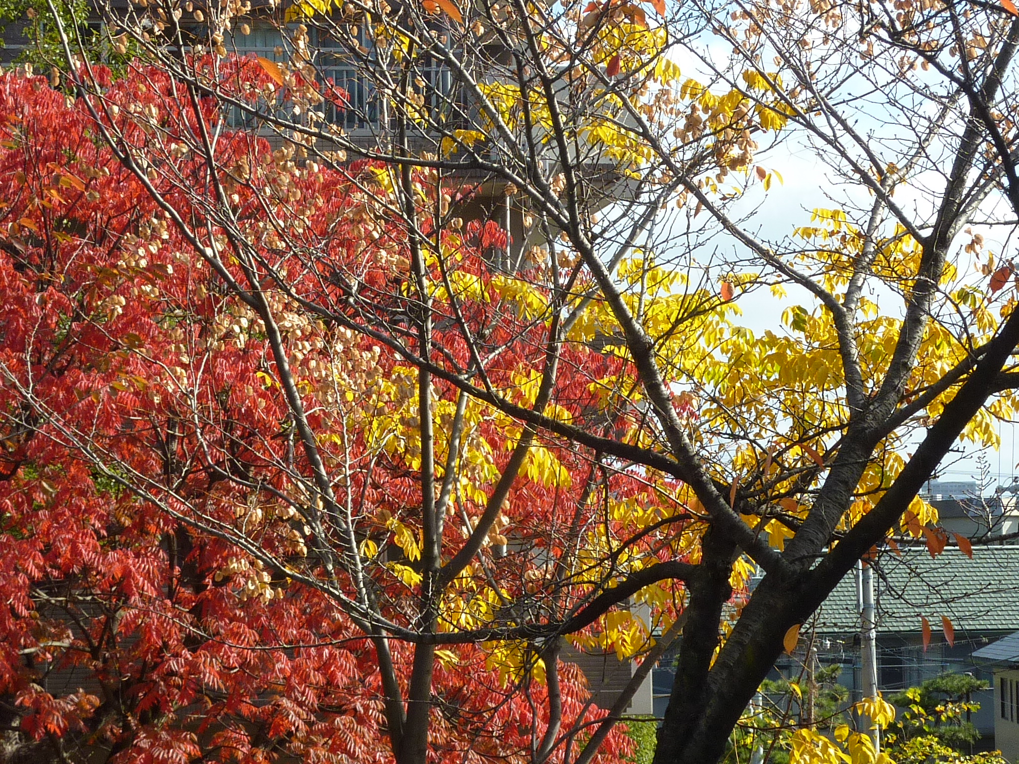 P1080738.JPG