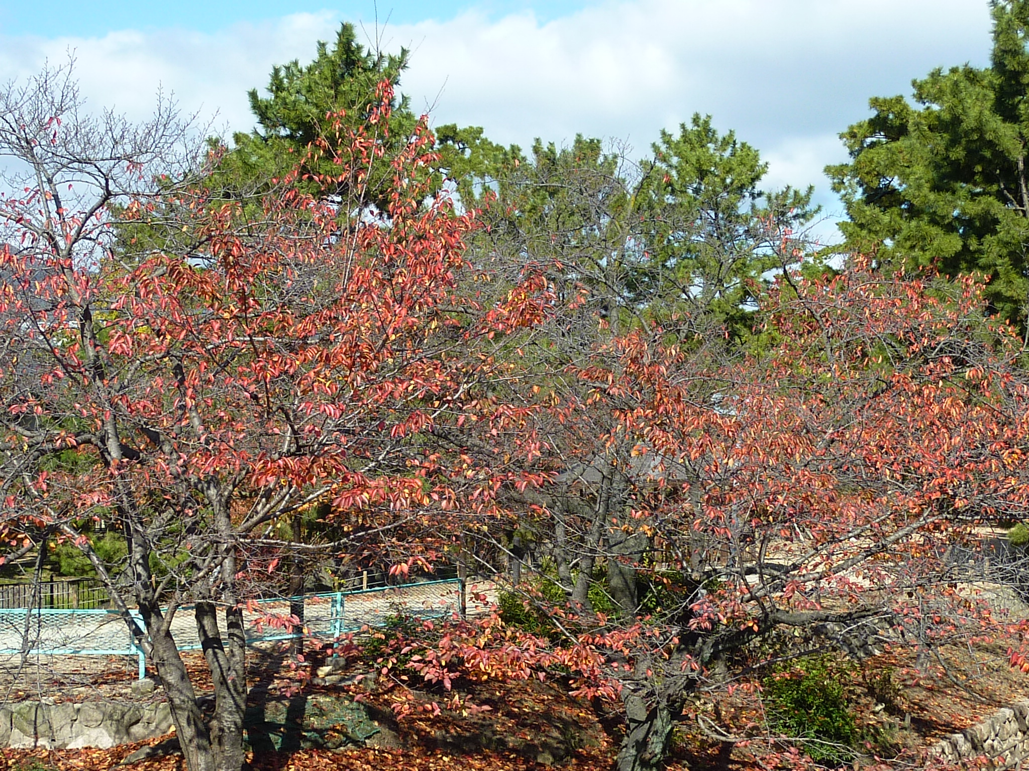 P1080739.JPG