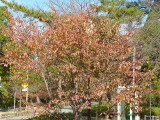 img0000.jpg