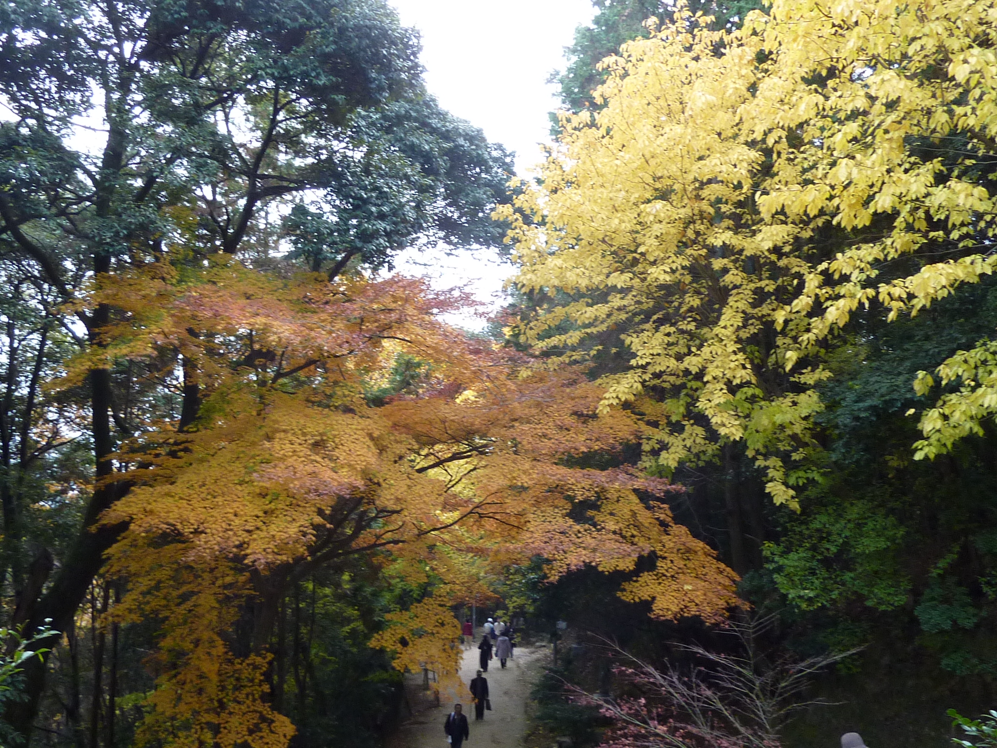 P1080931.JPG
