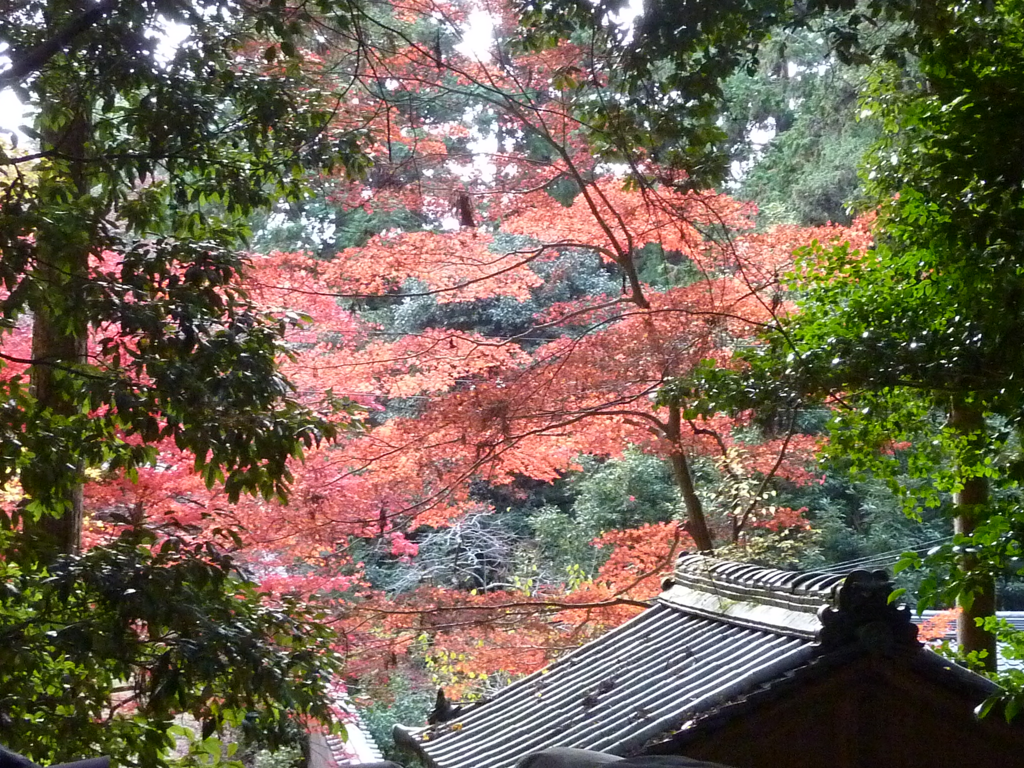 P1080948.JPG