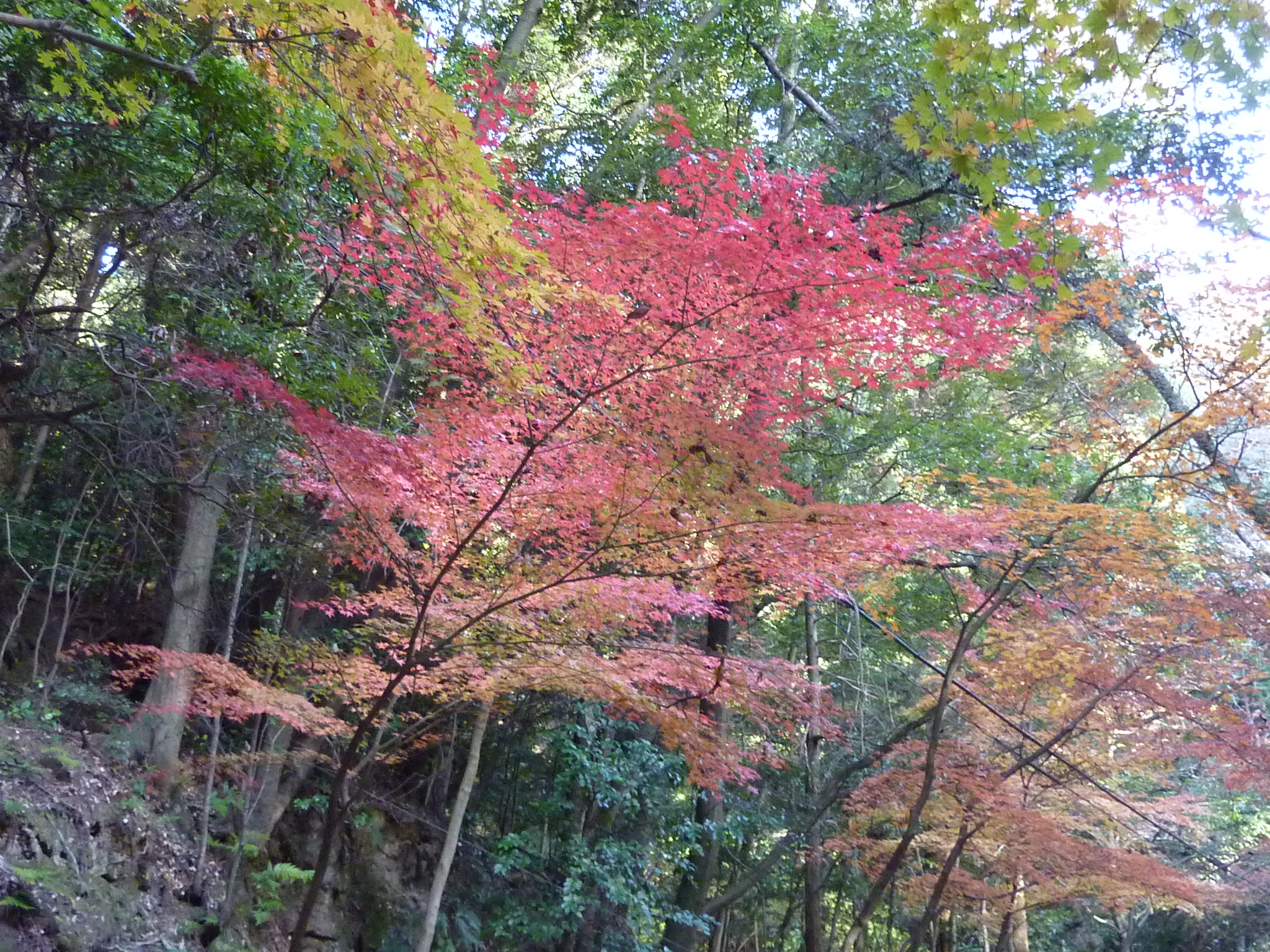 P1080984.JPG