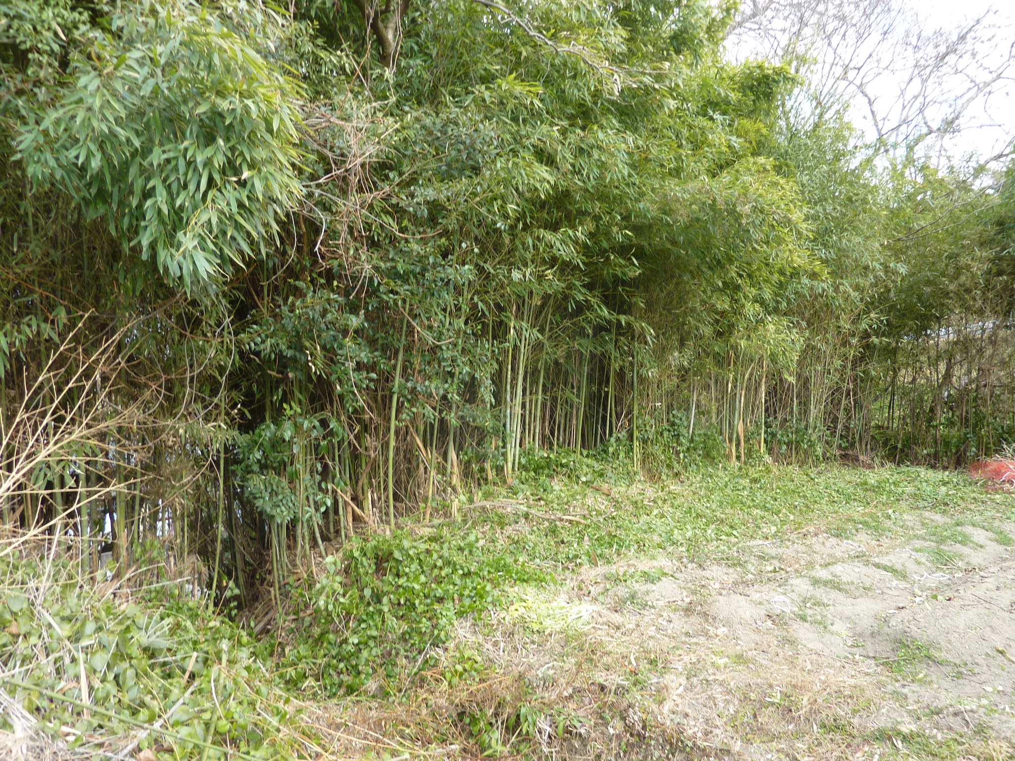 P1100285.JPG