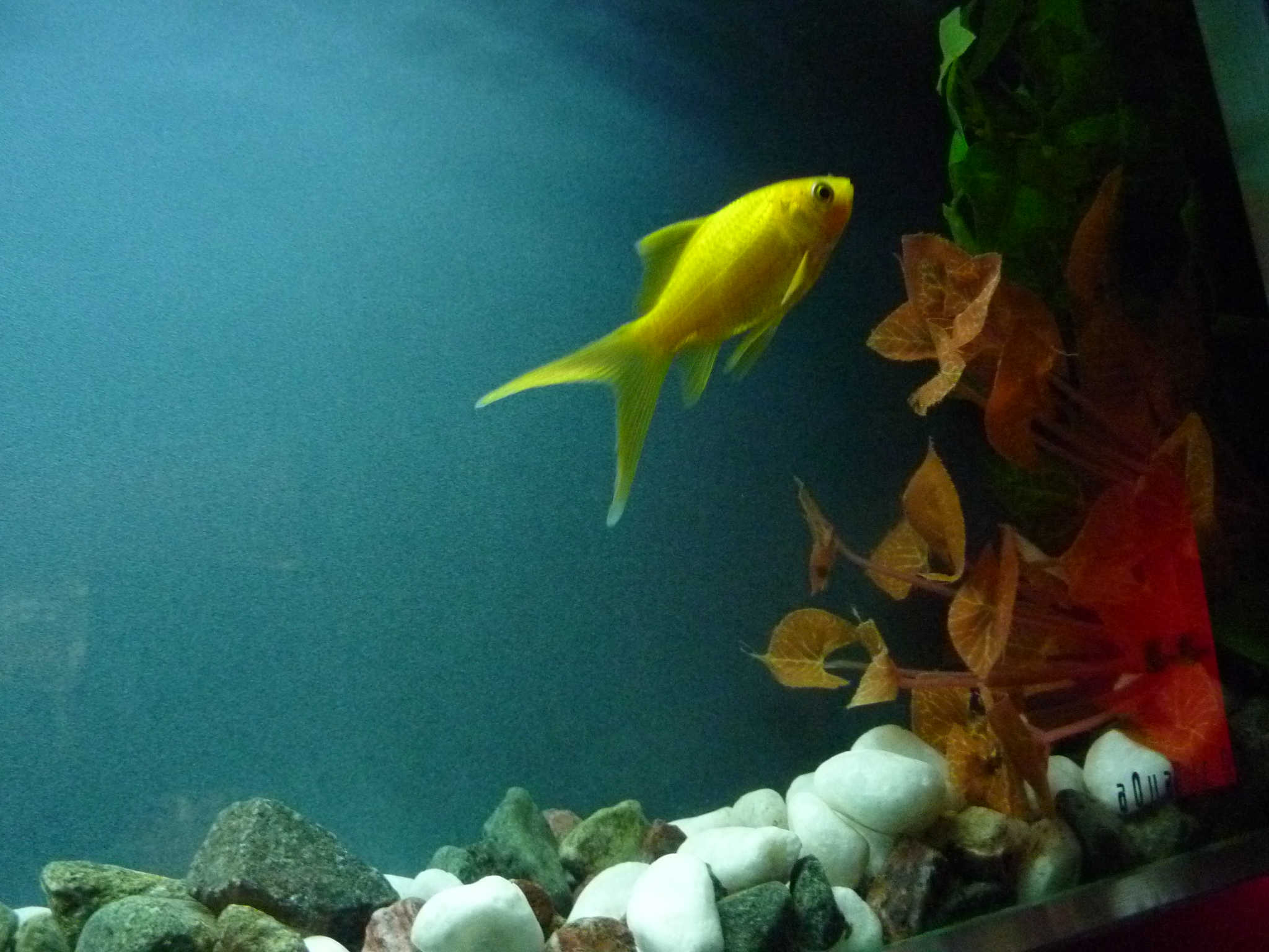 P1100730.JPG
