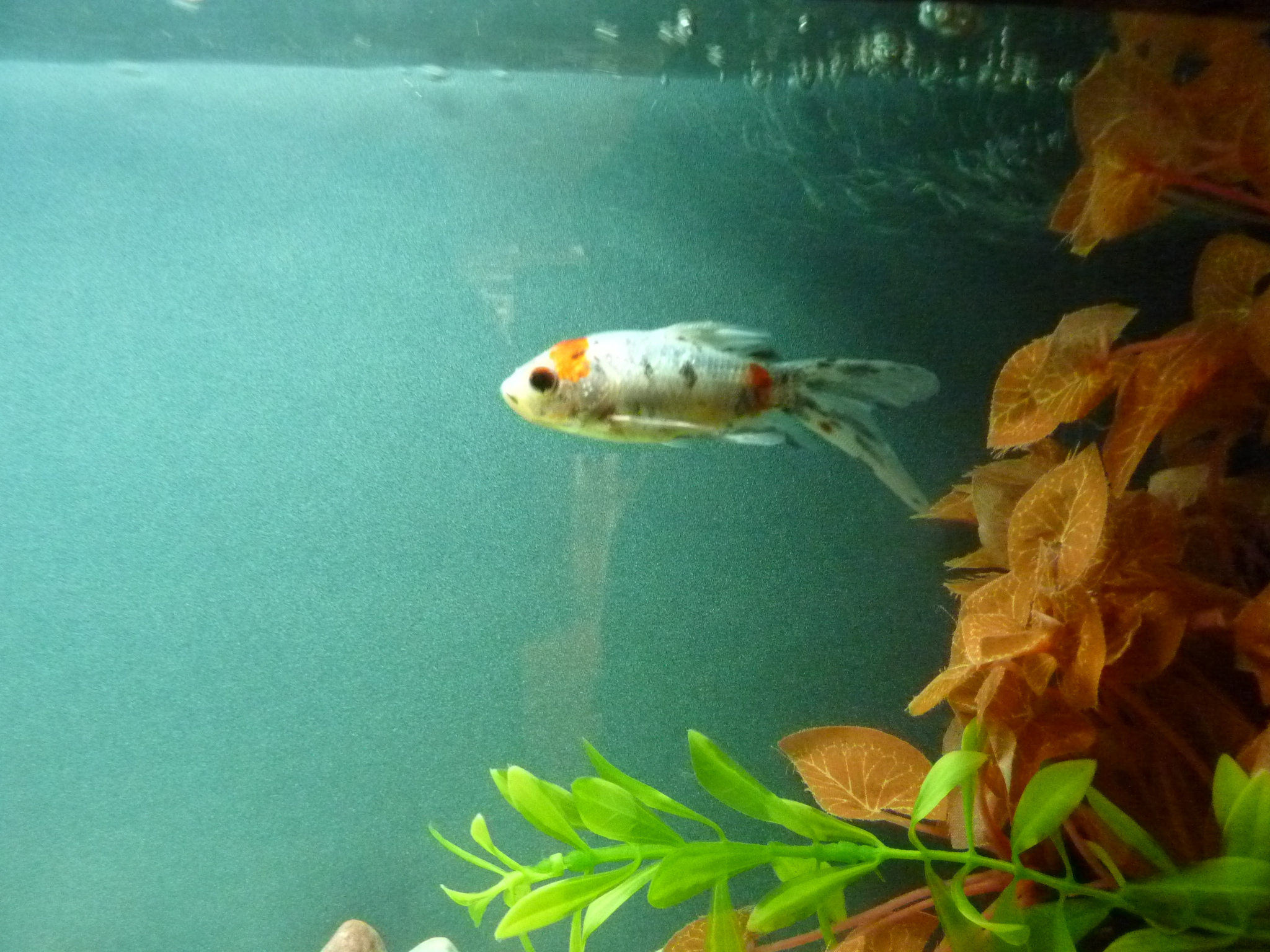 P1100731.JPG