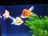 img0032.jpg