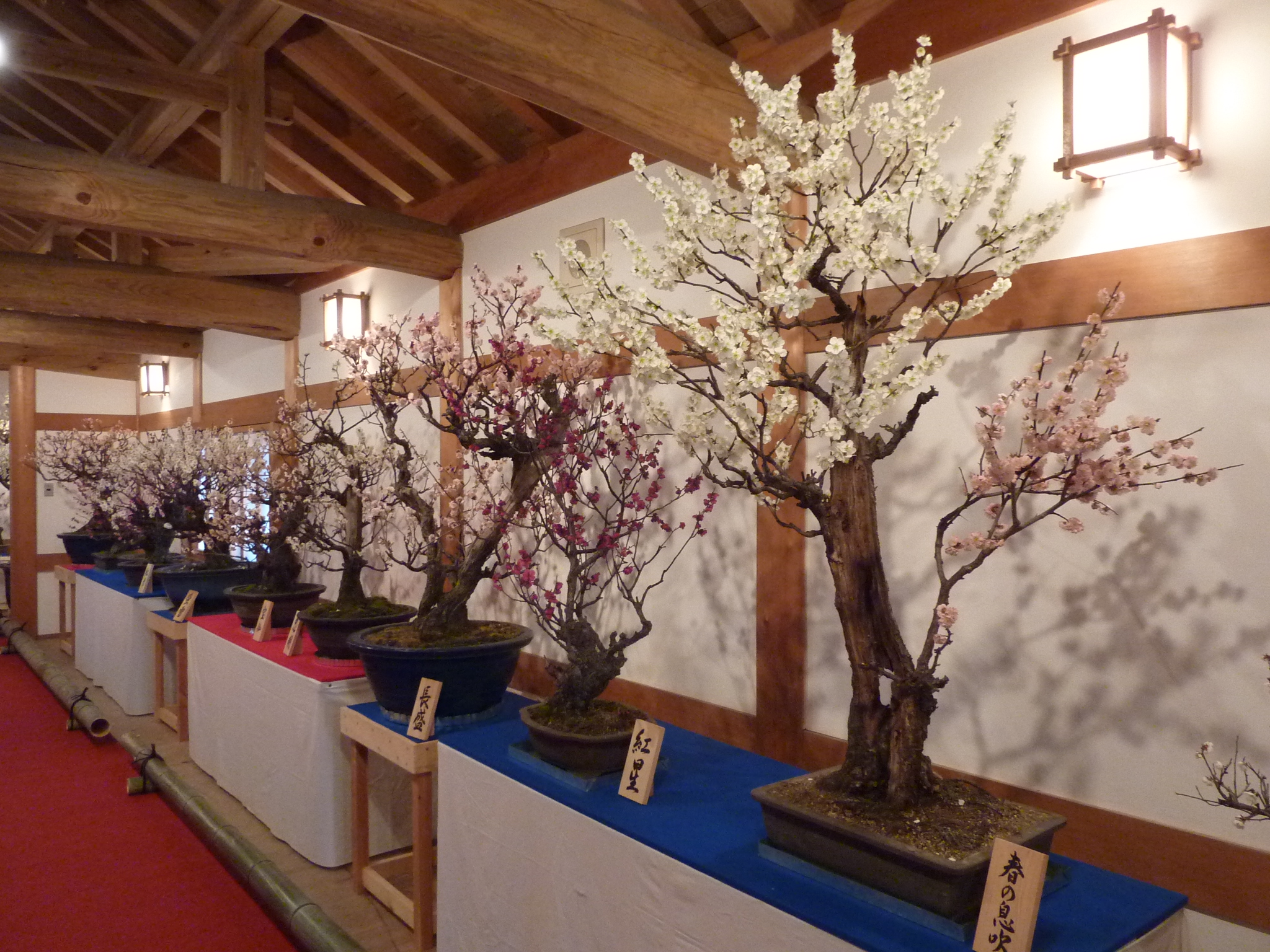 P1100943.JPG