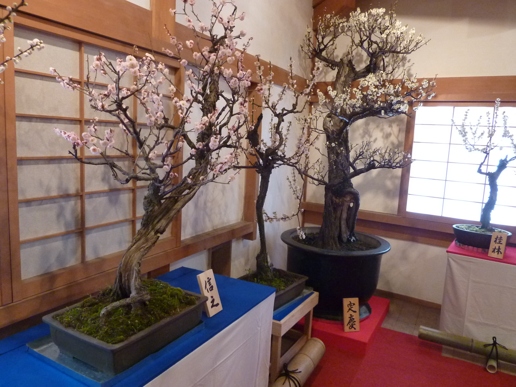 P1100945.JPG