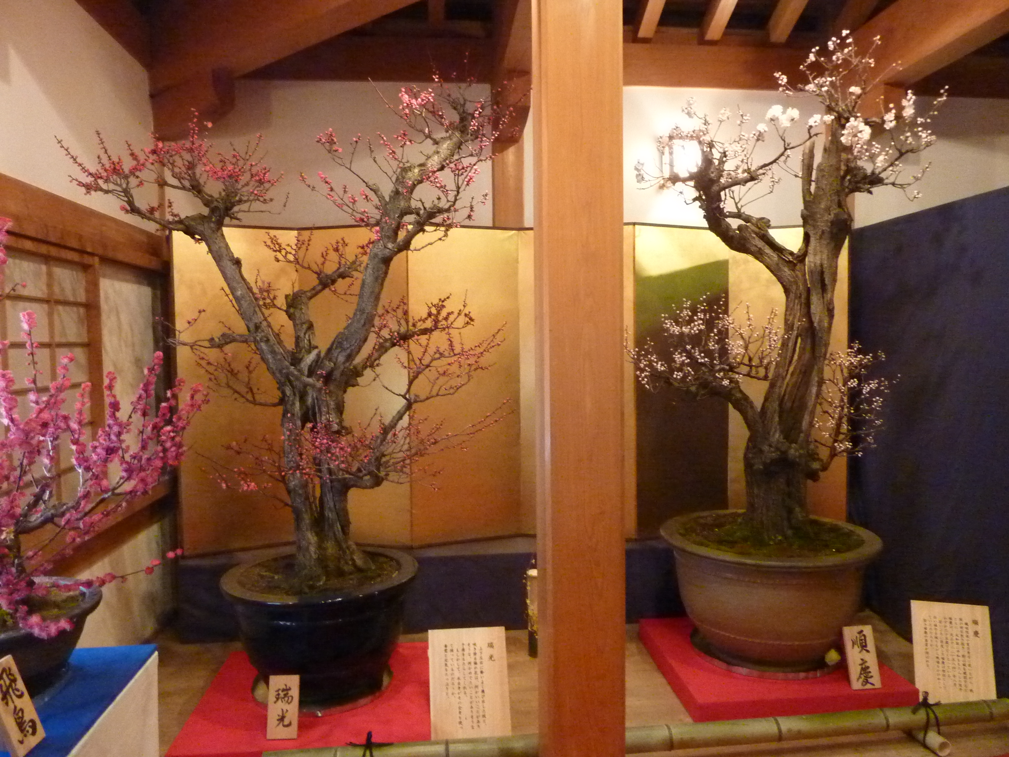 P1100946.JPG