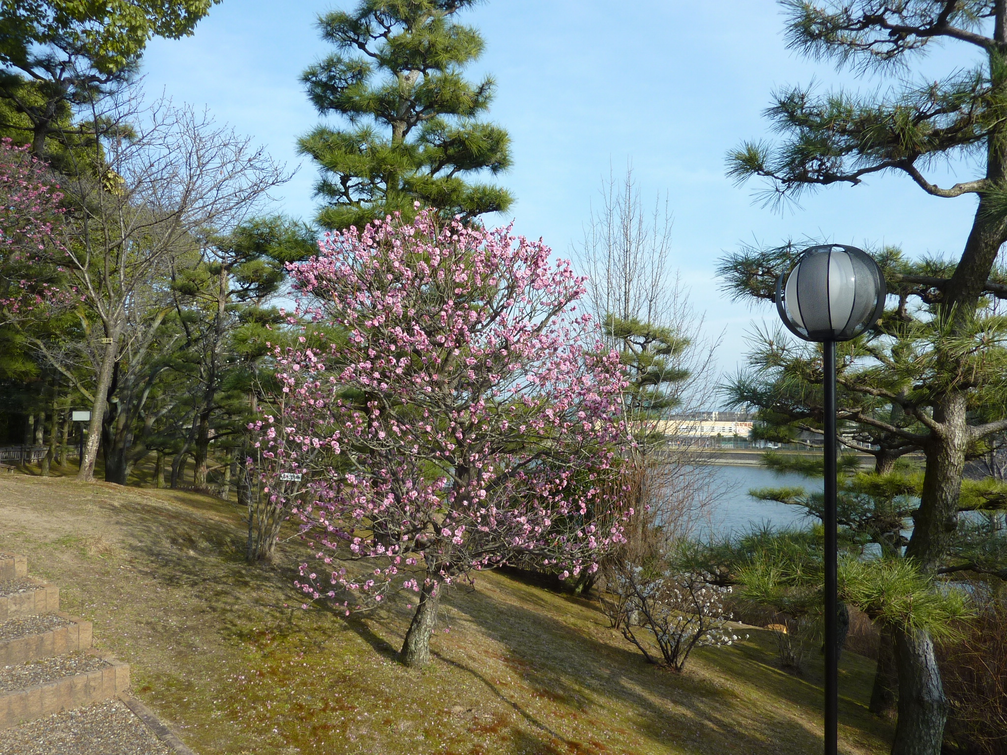 P1100969.JPG