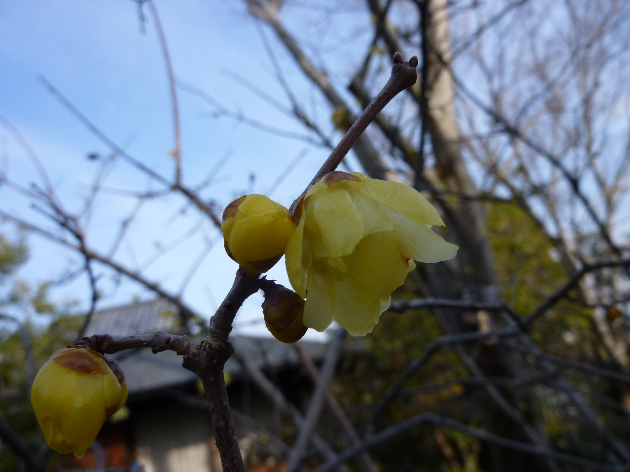 P1100970.JPG