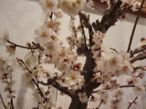 img0020.jpg