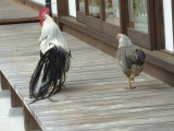 img0039.jpg