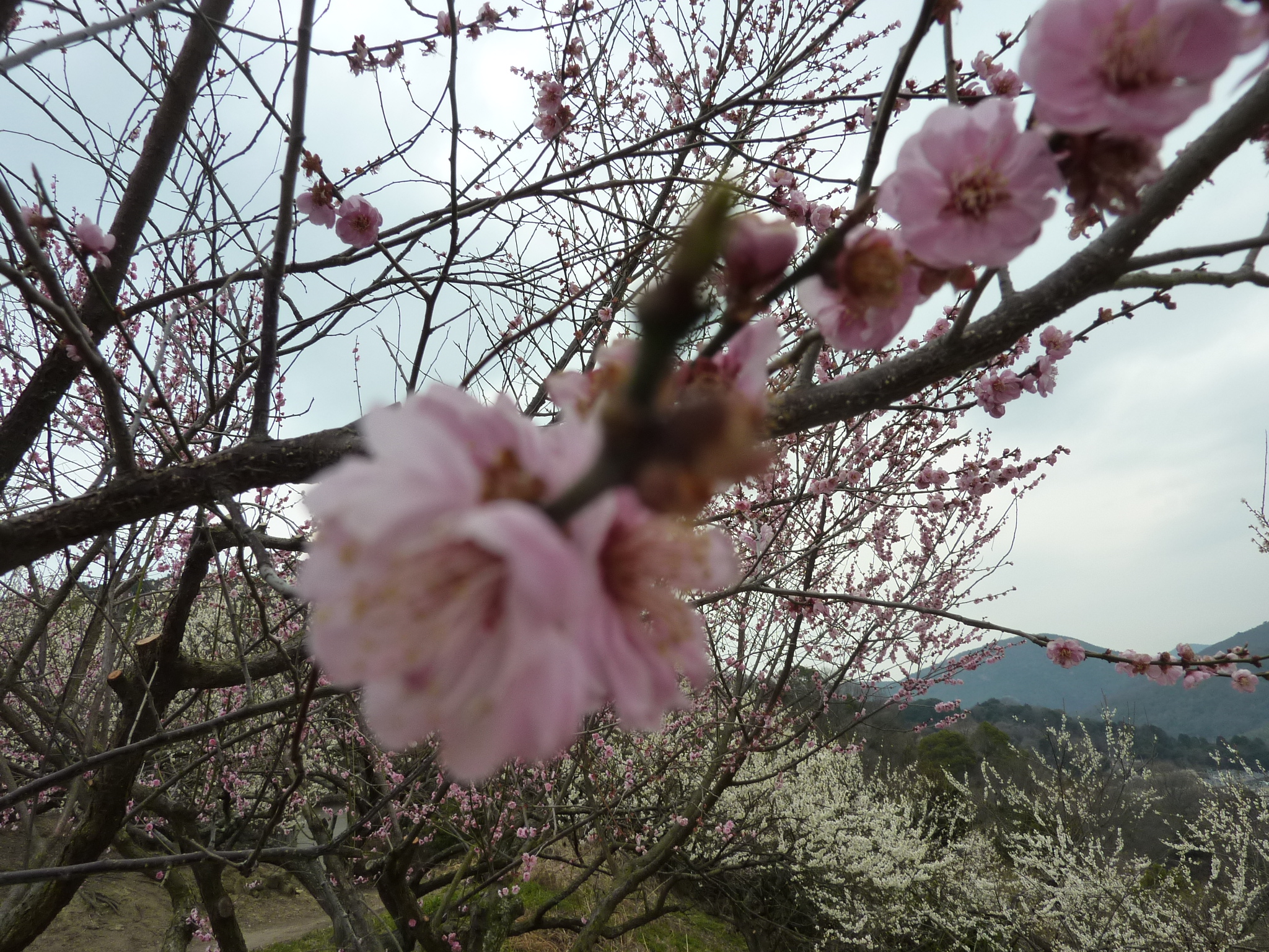 P1120196.JPG