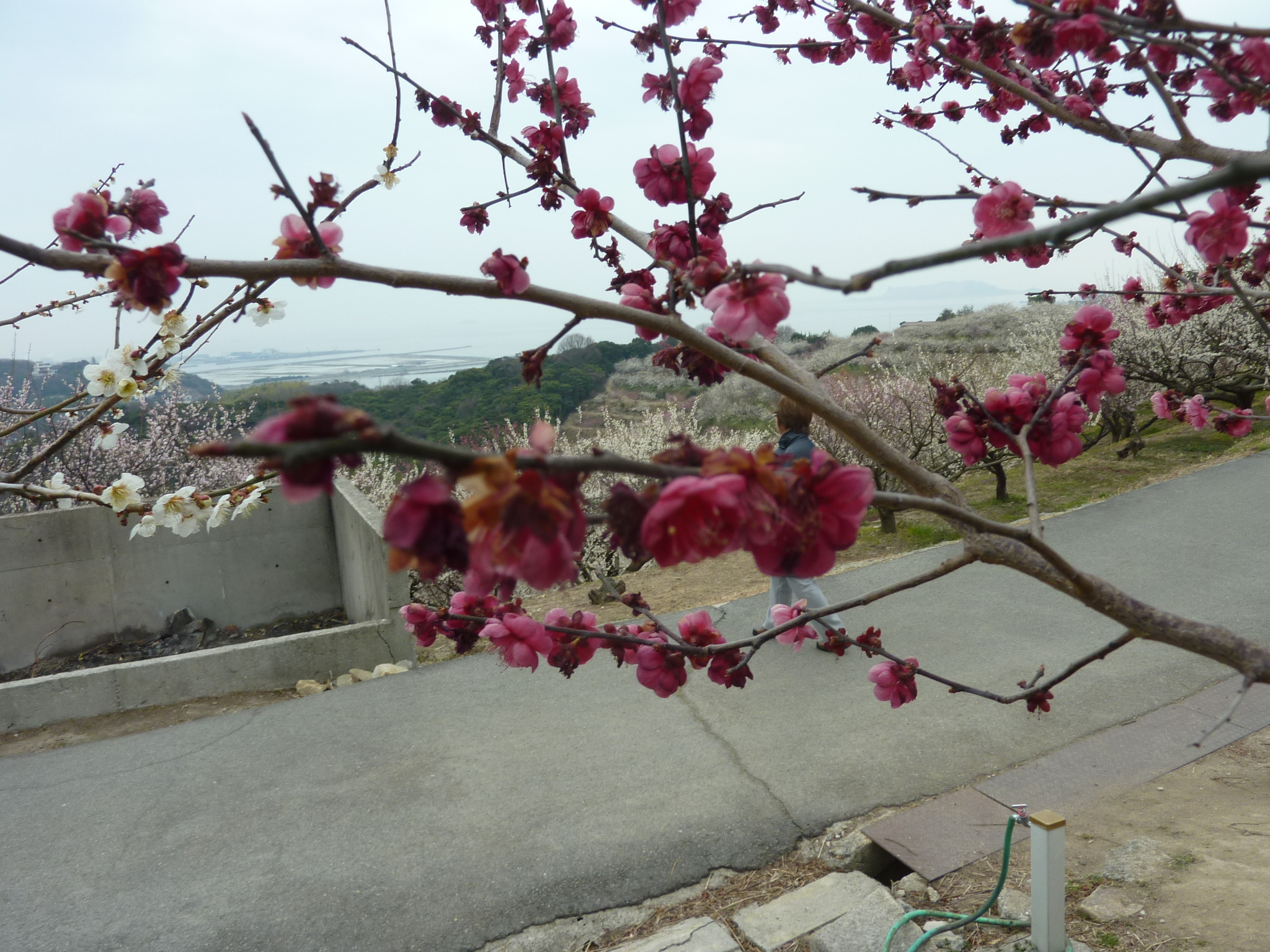 P1120197.JPG