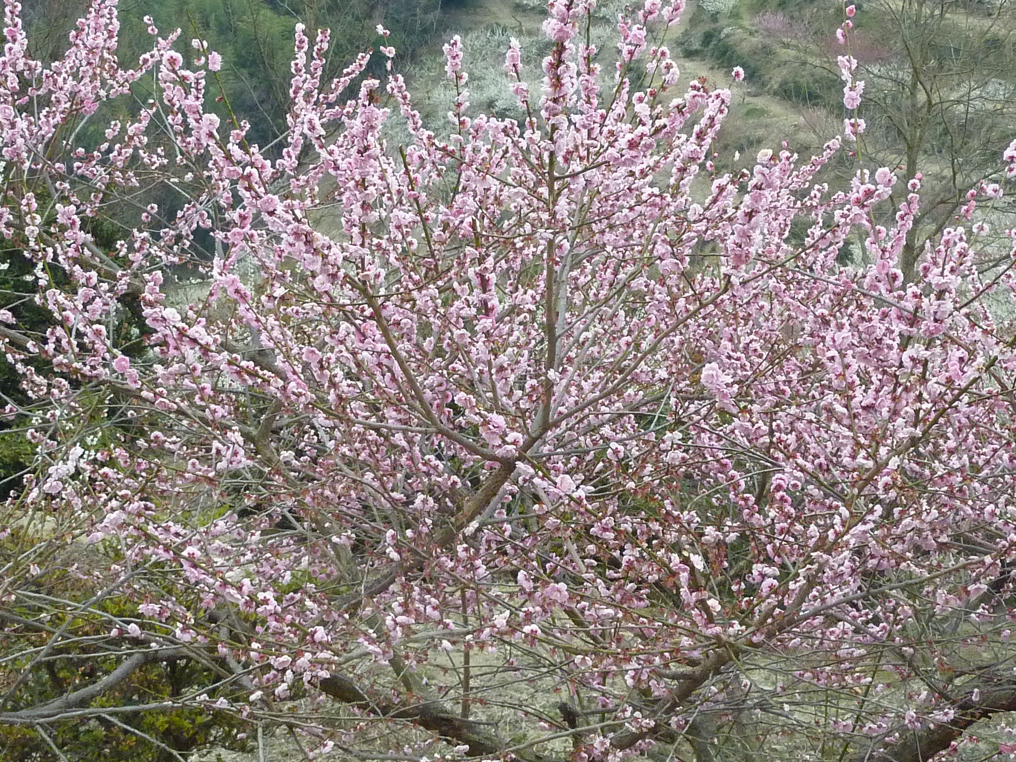P1120198.JPG