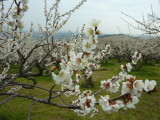 img0018.jpg