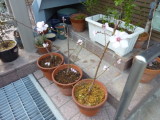 img0010.jpg