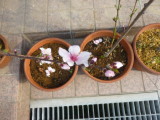 img0001.jpg