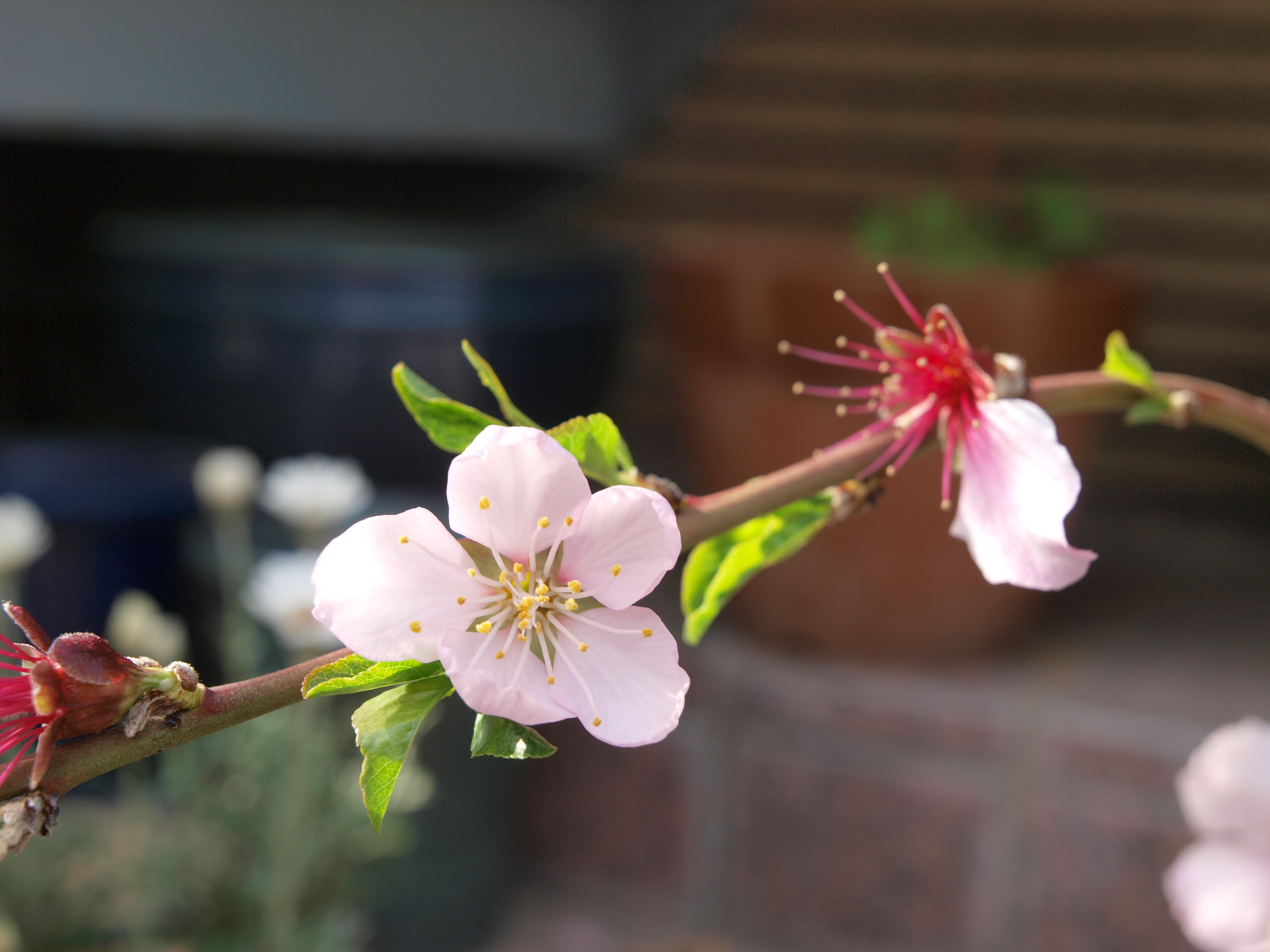P4105778.JPG