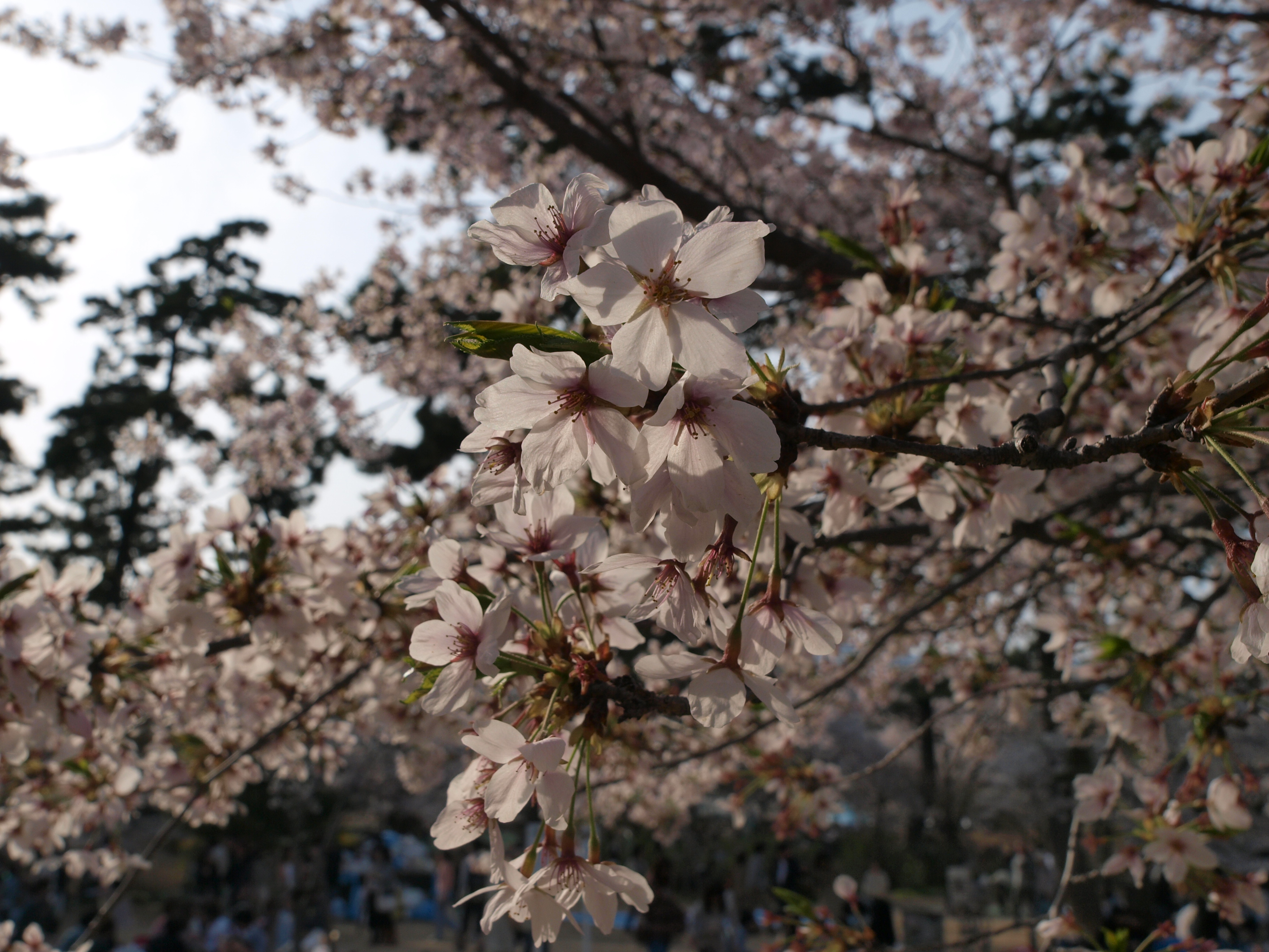 P4105787.JPG