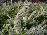 img0026.jpg