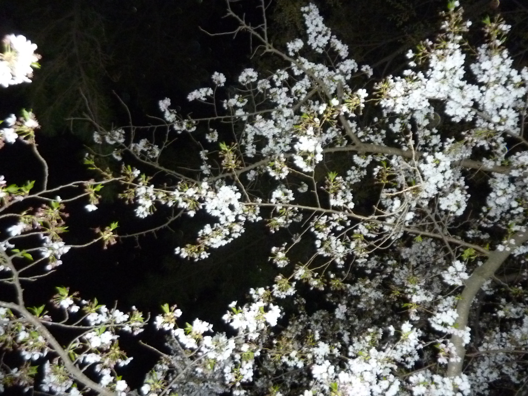 P1120801.JPG