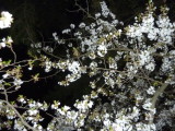 img0000.jpg