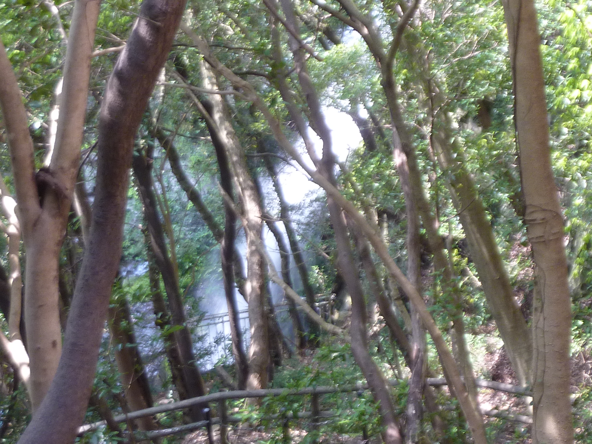 P1130059.JPG