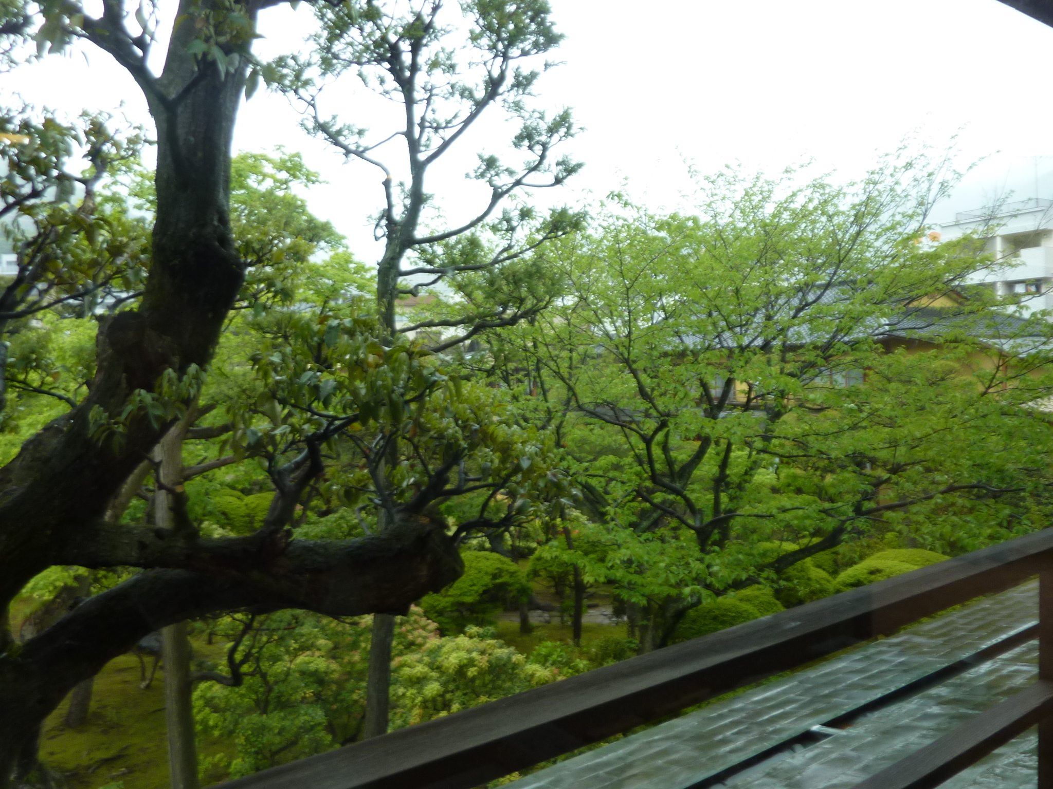 P1130230.JPG