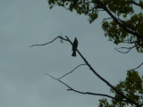img0035.jpg