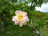 img0042.jpg