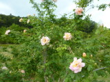 img0044.jpg