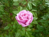 img0045.jpg