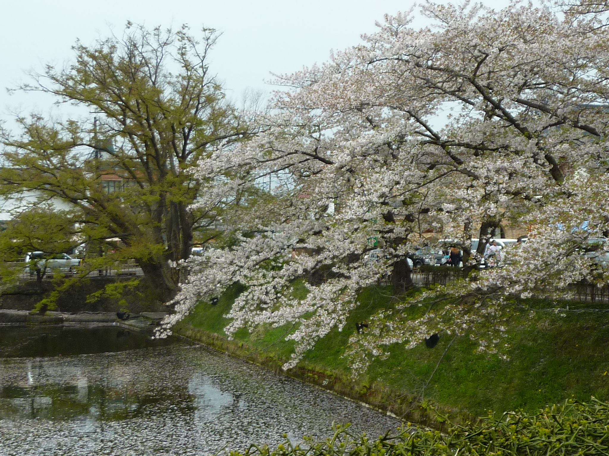 P1130302.JPG