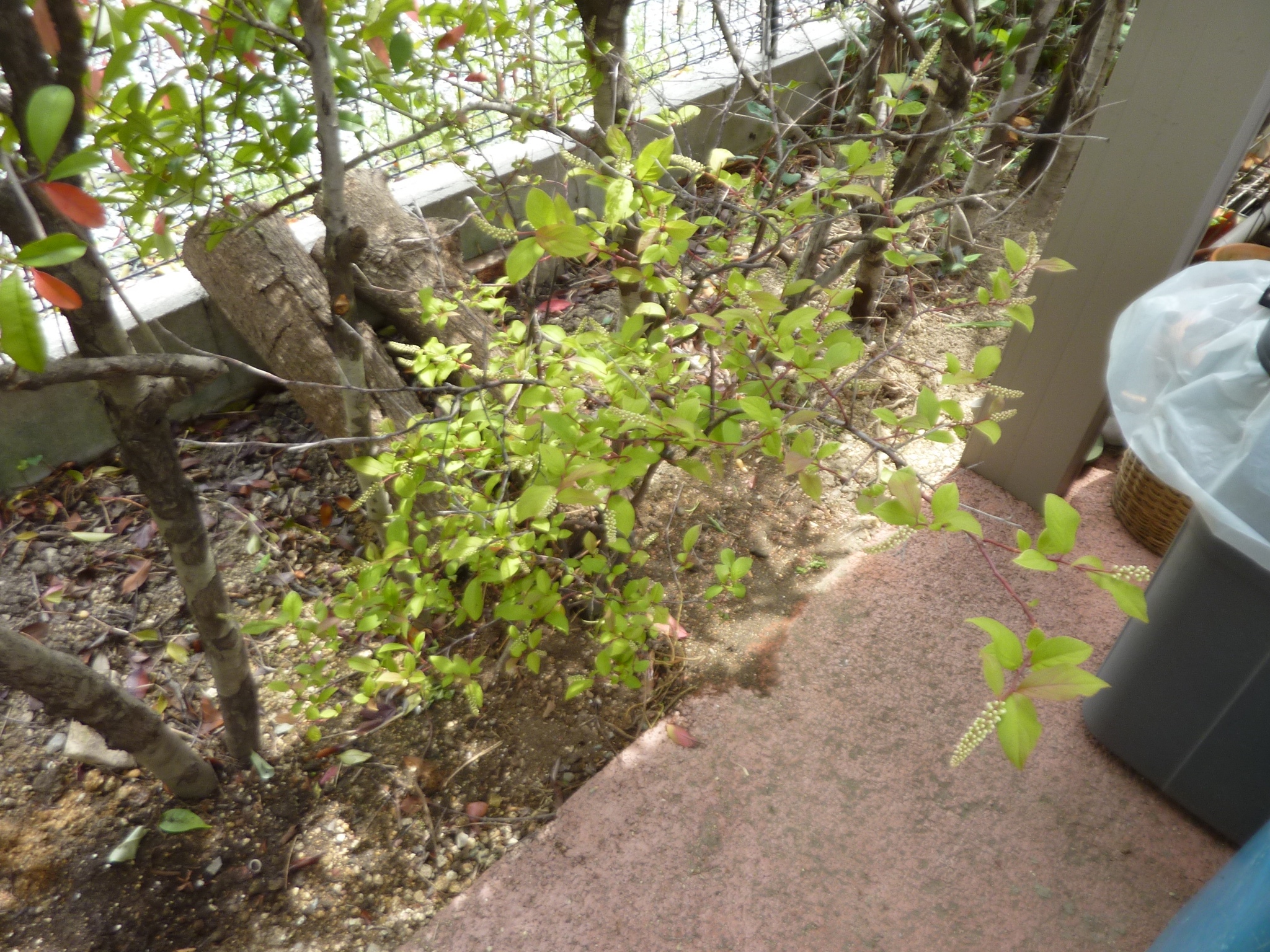 P1130636.JPG