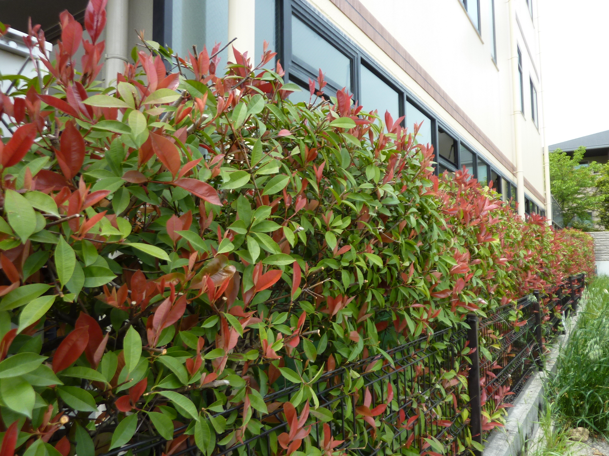 P1130638.JPG