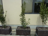 img0010.jpg